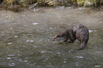 standing European Otter