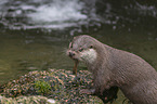 European Otter to eat
