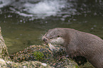 European Otter to eat