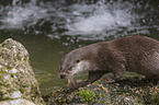 European Otter to eat