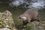 European Otter to eat