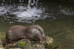 European Otter to eat