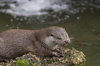 European Otter to eat