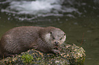 European Otter to eat