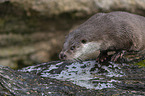 European Otter