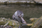 European Otter to eat