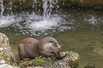 European Otter to eat