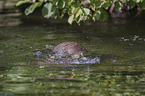 fighting European Otter