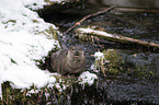 European Otter