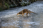 walking European Otter