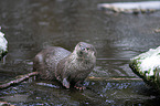 European Otter