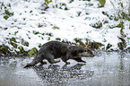 running European Otter