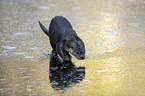 running European Otter