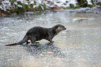 standing European Otter