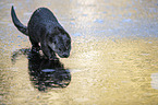 walking European Otter