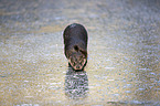 walking European Otter