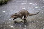 running European Otter