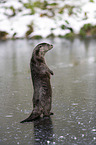 standing European Otter