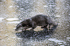 running European Otter