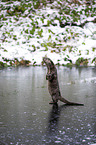 standing European Otter