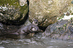European Otter