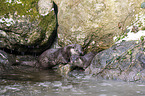 European Otter