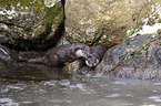 European Otter