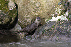 standing European Otter