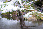 standing European Otter