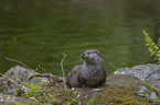 European Otter