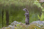 standing European Otter