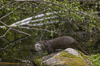 standing European Otter