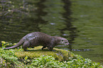 running European Otter