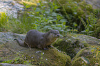 European Otter