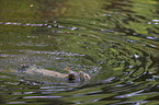 swimming European Otter