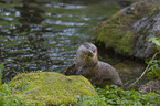 European Otter