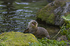 European Otter