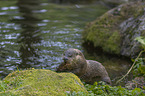 European Otter