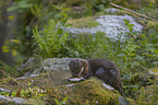 European Otter