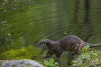 running European Otter