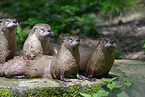 young European Otter