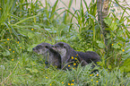 European Otter