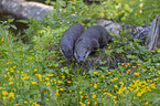 European Otter