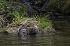 European Otter