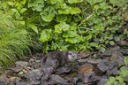 European Otter