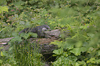European Otter