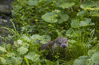 European Otter portrait