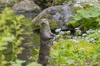 standing European Otter