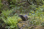 European Otter