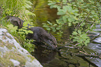 European Otter